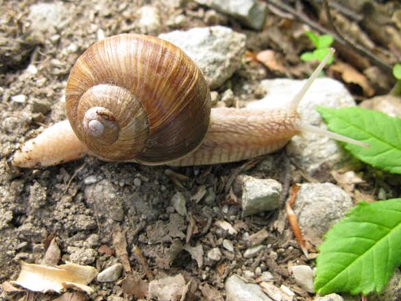 Chiocciola Helix pomatia